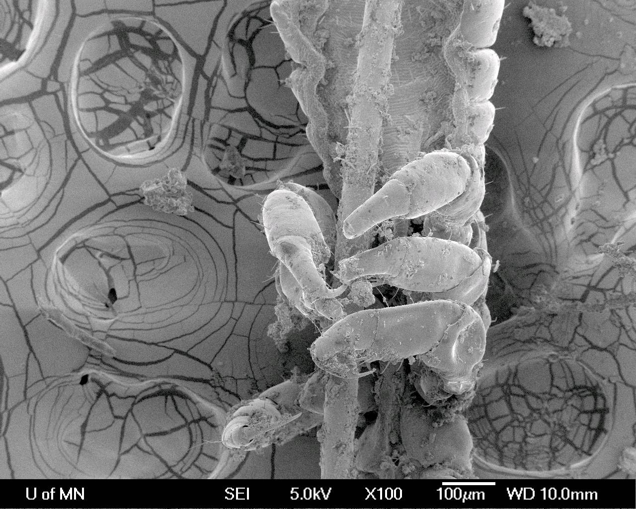 Human Hair Magnified